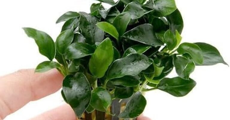 Best Plants For Aquaponics Fish Tank: Thrive Not Just Survive