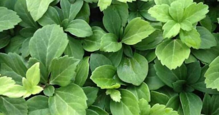 Best Ground Cover For Wet Areas: Turn Mud Into Green