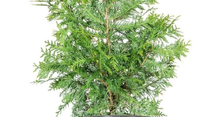 Best Tall Shrubs For Privacy: Reclaim Your Backyard