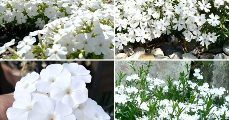 Best Ground Cover For Slopes: Stop Erosion Fast