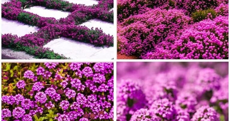 Best Ground Cover For Sandy Soil: Thrive in Tough Conditions