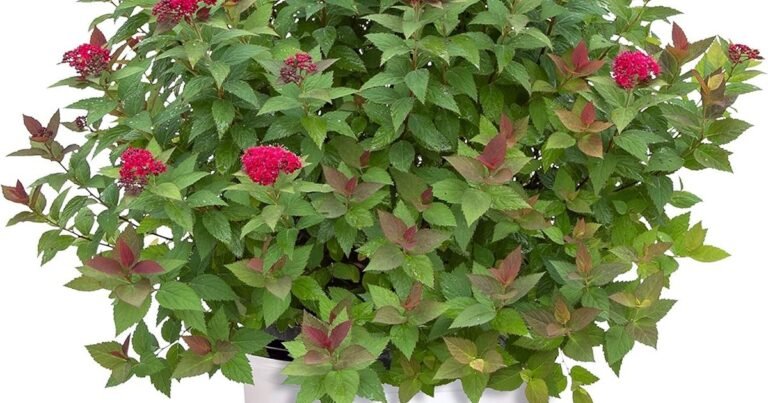 Best Plants For Hillside Landscaping: Stop Erosion Fast